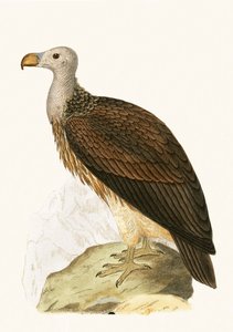 Sociable Vulture, ilustrace z „Historie ptáků Evropy nepozorovaných na Britských ostrovech“ od Charlese Roberta Bree (1811-86), vydáno 1867 od English School