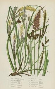 Soft Brown Carex, Bracteated Marsh Carex, Close Head Alpine Carex, Hoary Carex, Black Carex … (barva litho) od English School