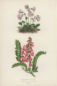 Soldanella Alpina; Hedysarum Obscurum (barevná litografie) od English School