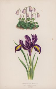 Soldanella Minima; Iris Reticulata (barevná lito) od English School