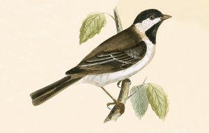 Sýkora modřinka, ilustrace z knihy "A History of the Birds of Europe Not Observed in the British Isles" od Charlese Roberta Bree (1811-86), vydáno 1867. od English School