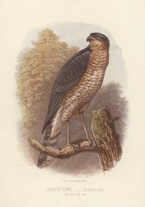 Krahujec obecný, Accipiter Nisus (barevná litografie) od English School