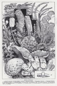 Druhy houby (litho) od English School