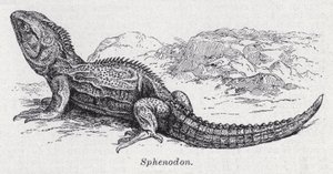 Sphenodon (litho) od English School