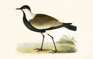 Kulík okřídlený, ilustrace z knihy „Historie ptáků Evropy nepozorovaných na Britských ostrovech“ od Charlese Roberta Bree (1811-86), vydáno 1867 od English School
