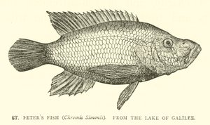 Ryba St Peters (Chromis Simonis), z Galilejského jezera od English School