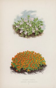 Stacyhysa corsica; Nerthurae scapaniloides (barva lito) od English School