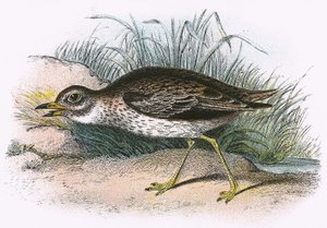 Stone Curlew od English School