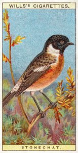 Stonechat od English School