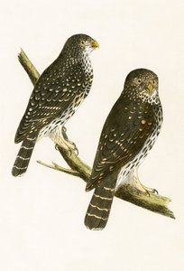 Strix Pusilla, ilustrace z „Historie ptáků Evropy nepozorovaných na Britských ostrovech“ od Charlese Roberta Bree (1811-86), vydáno 1867 od English School