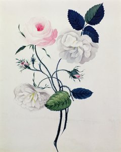 Studie bílých a růžových růží, cca 1820 (akvarel na papíře) od English School