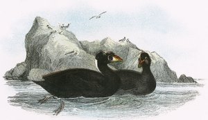 Surf Scoter od English School