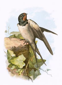 Vlaštovka od English School