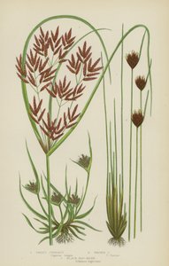 Sweet Cyperus, Brown Cyperus, Black Bog-Rush (barevné lito) od English School