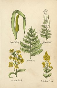 Sladký prapor, Flux Weed, Male Fern, Golden Rod, Sciatica Cress (barevná litografie) od English School