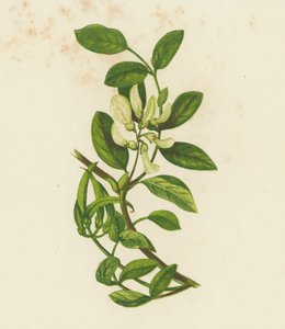 Sladká mléč, Astragalus Glyciphyllus (barevná litografie) od English School