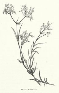 Sweet Woodruff (rytina) od English School