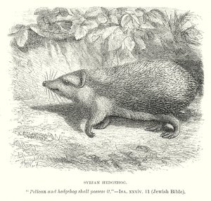 Ježek syrský (rytina) od English School