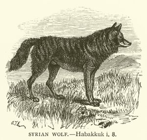 Syrský vlk, Habakuk, i, 8 (rytina) od English School