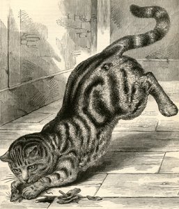 Kočka Tabby skáče na myš od English School