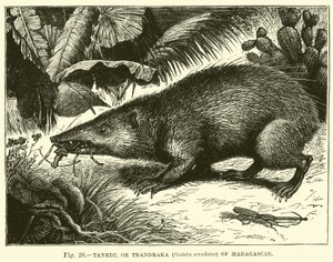 Tanrec nebo Trandraka (Centetes ecaudatus) z Madagaskaru od English School