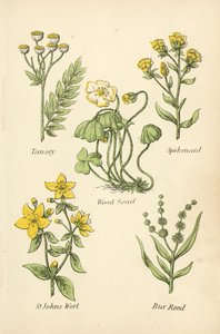 Tansey, Spikenard, Wood Sorrel, St Johns Wort, Bur Reed od English School
