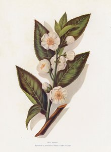 Čajová rostlina (barevná litografie) od English School
