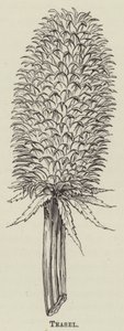 Teasel (rytina) od English School