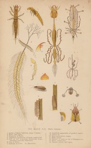 Moucha olšová, Sialis lutarius (litho) od English School