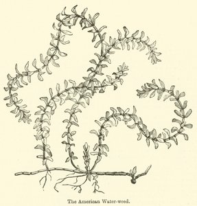 The American Water-weed (rytina) od English School