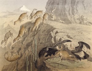 Pohoří And v Peru, lov lamy, kondora od English School