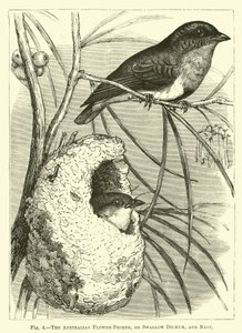 Australská květina-pecker, nebo vlaštovka Dicaeum, a hnízdo od English School
