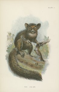 Aye-Aye od English School
