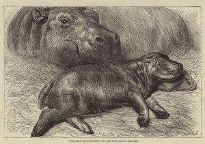 Mládě hrocha v zoologické zahradě (rytina) od English School