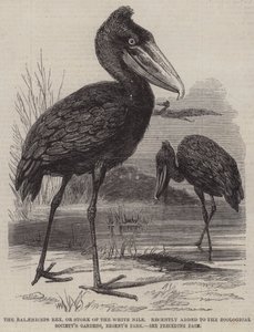 Balaeniceps rex neboli čáp z Bílého Nilu, nedávno přidaný do zahrad Zoologické společnosti, Regent