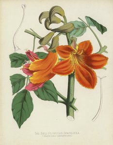 Zvonek květovaný Spathodea, Spathodea Campanulata od English School