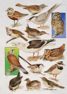 Birds of Britain od English School