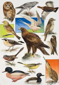 Birds of Britain od English School