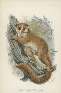 Lemur myší černoušatý od English School