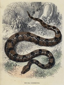 Boa Constrictor (barevná rytina) od English School