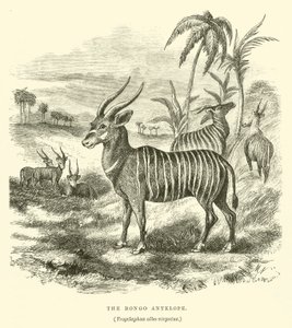 Antilopa Bongo, Trogelaphus bíle větvený (rytina) od English School