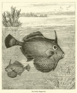 The Bristly Trigger-fish (rytina) od English School
