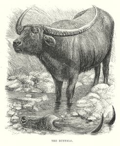 Bizon (rytina) od English School