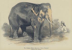 Barmský bílý slon, "Toung Taloung", dovezený panem Barnumem (barva litho) od English School