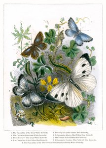 Motýlí vivárium (kolorovaná rytina) od English School