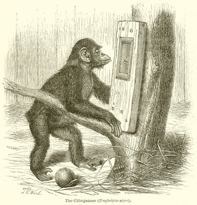 Šimpanz (Troglodytes Niger) od English School