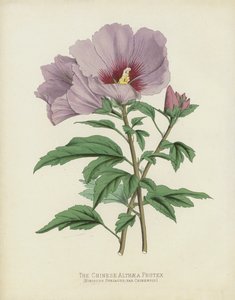 Čínská Althaea Frutex, Hibiscus Syriacus; var Chinensis od English School