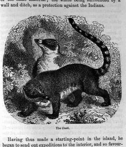 The Coati, od Santo Domingo Minulost a současnost Samuel Hazard, hospoda. 1873 od English School