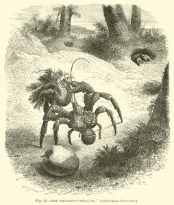 Land-krab, který krade kokosové ořechy, Birgus latro od English School