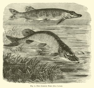 Štika obecná, Esox lucius od English School